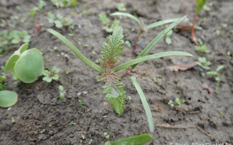 Japanese hops seedlings emerging from mud.