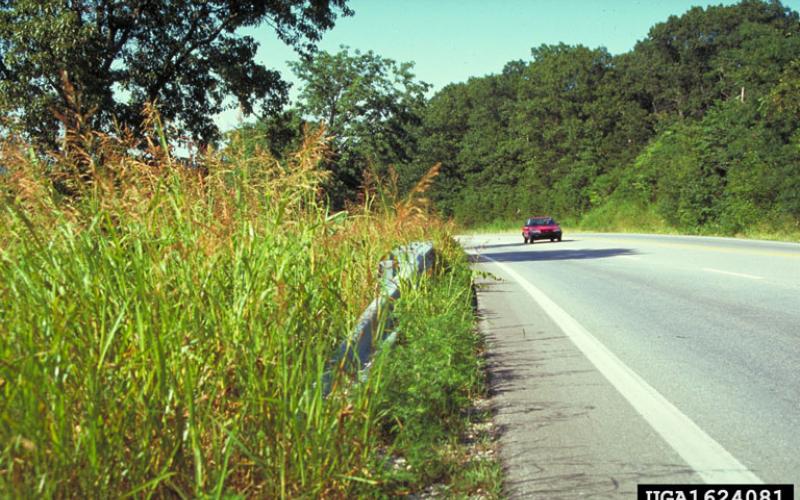 An image of many tall, seeded grass plants on the left side of a road. On the road is a red sedan.
