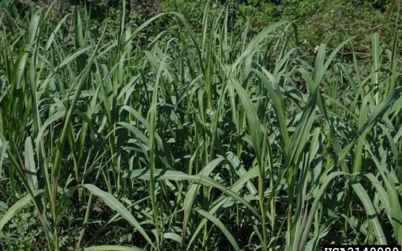 An image of many tall, green grass plants in a cluster.