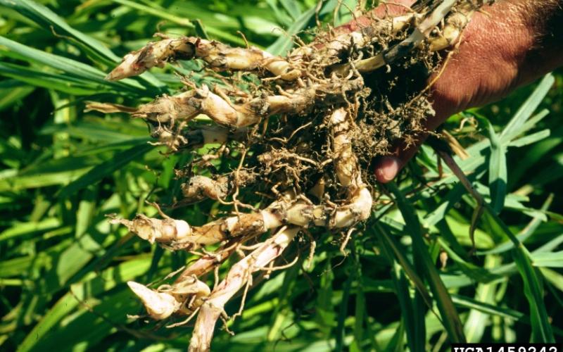 A close-up image of a cluster of a whitish brown tubular root system on a background of tall grass plants.