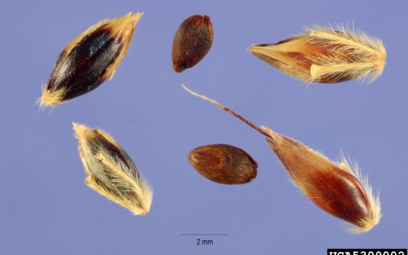 A close-up image of six reddish-brown to brown seeds. 
