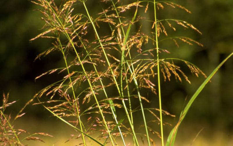 An image of a fruiting johnsongrass plant with a blurred background. 