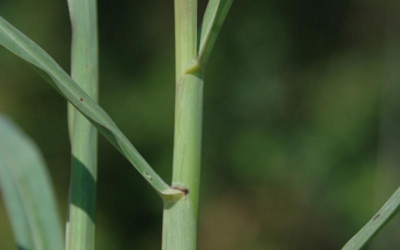 A close-up image of a green, hairless stem with long leaves arranged in an alternating pattern.