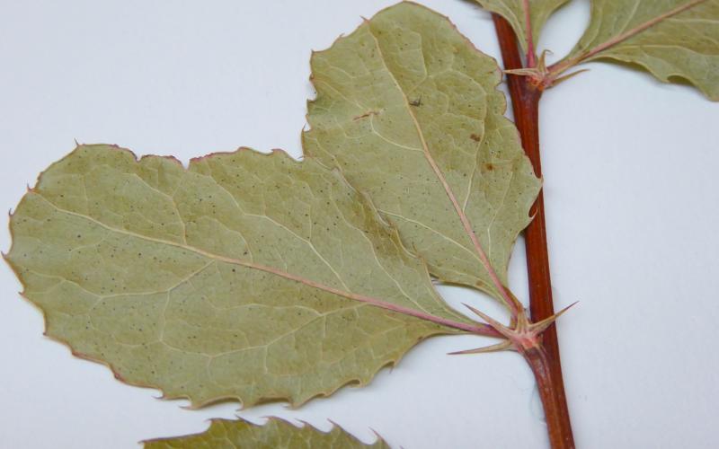 A pressed sample of common barberry. The leaves have toothed margins and the spines at the leaf nodes are visible. 