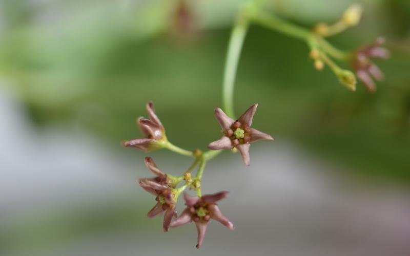 A close-up image of several small, light pink, star shaped flowers.