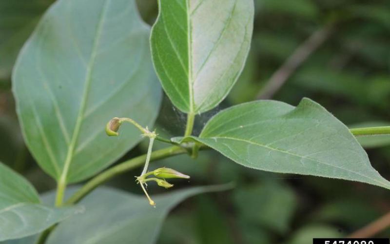 A close-up image of medium green leaves. In the middle of the image are several light green, oblong buds.