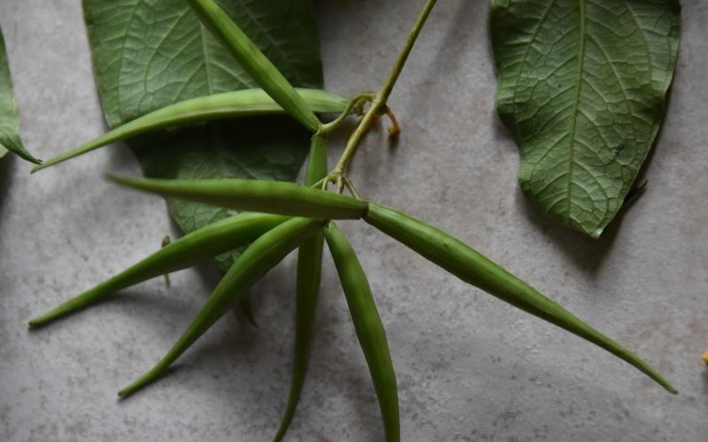 Seedpods are long, pointed, and resemble milkweed pods.