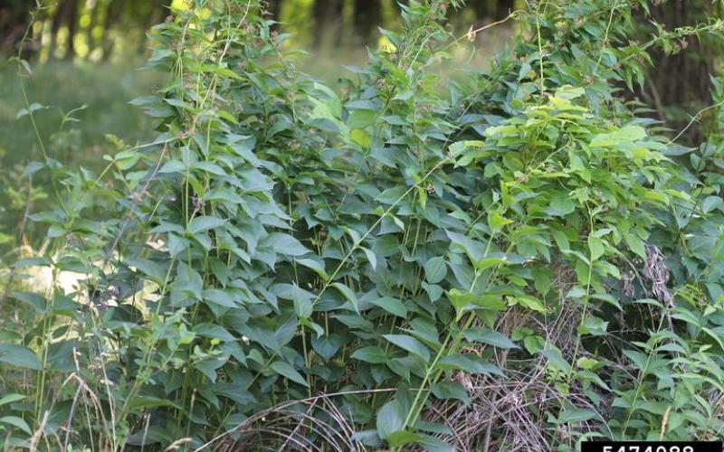 A group of several green, leafy plants densely clustered on the edge of a forest.