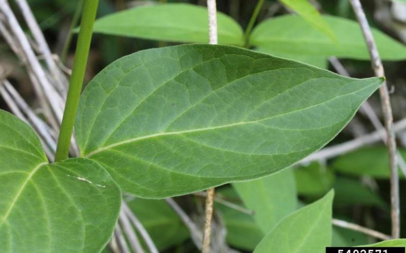 An up-close image focused on a medium green, oval leaf with a pointed tip.