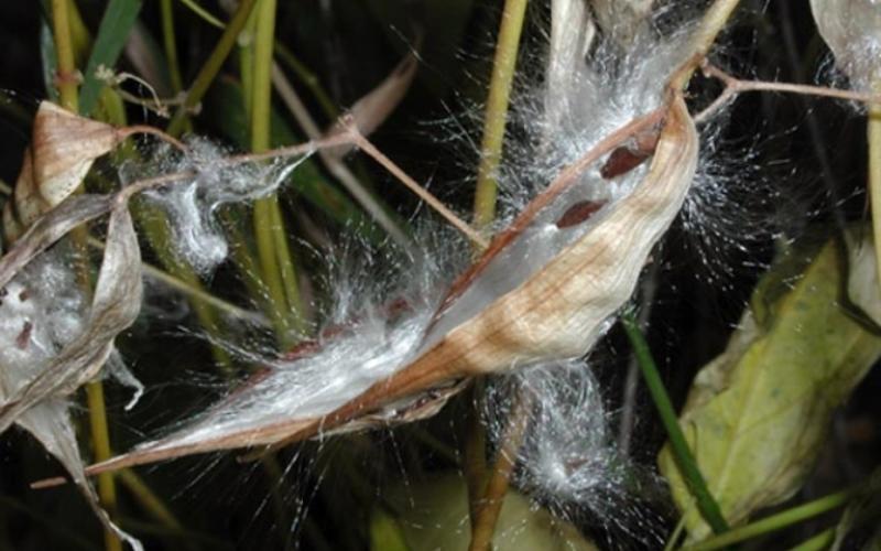 An image focused on a brown, milkweed like pod bursting open containing seeds with long, white, hairlike structures. 