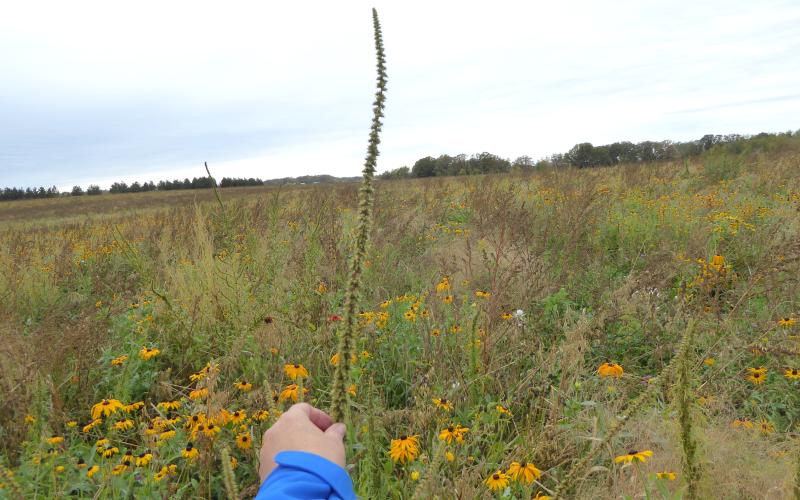 A hand holding a flower with a meadow in the background. 