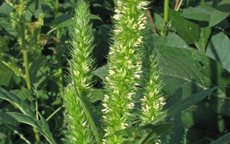 A closeup of a Palmer flower with more Palmer plants in the background.