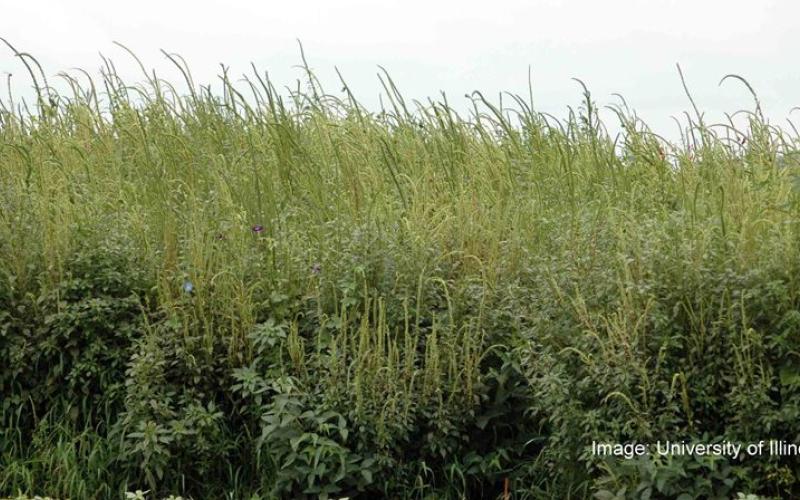 A field with only Palmer plants growing, and no crops are visible.