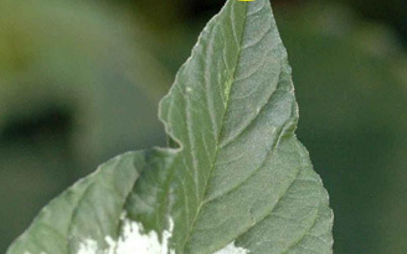 A closeup of a leaf with a pointed tip and a white chevron marking.