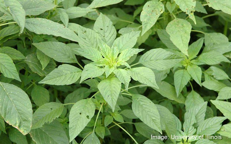 A group of green Palmer plants.