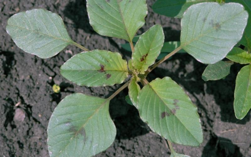 A seedling with bare ground in the background. 