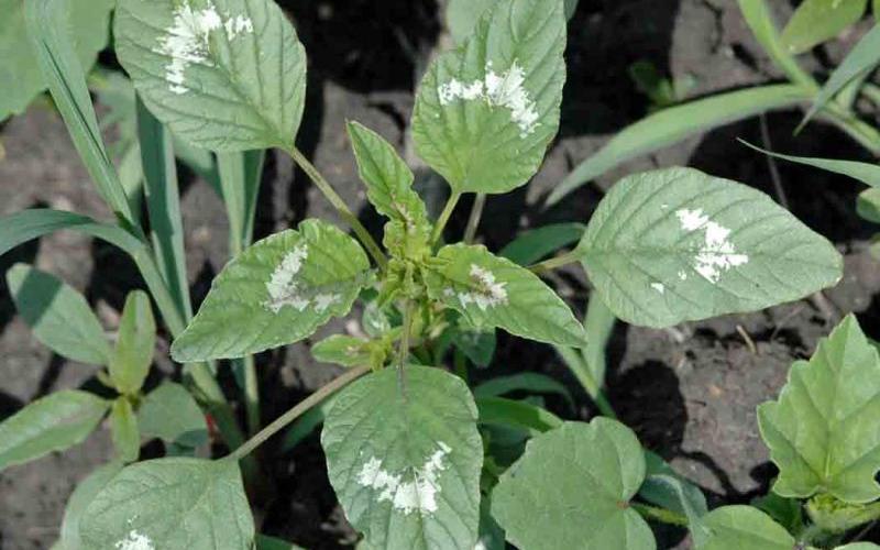 A seedling with white markings on the leaves. 