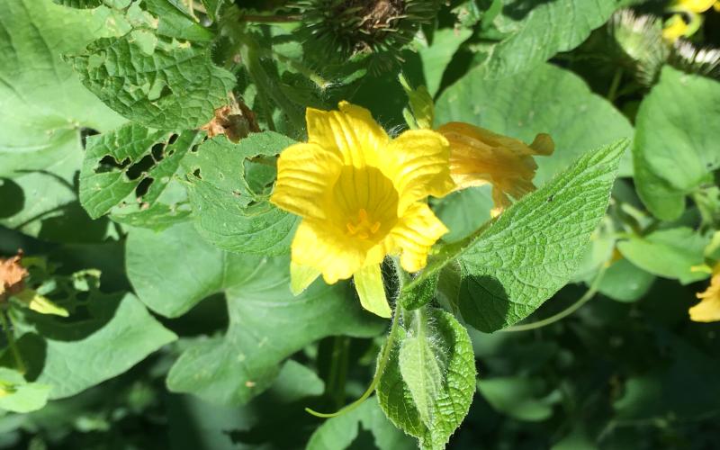A yellow flower with green leaves in the background. 