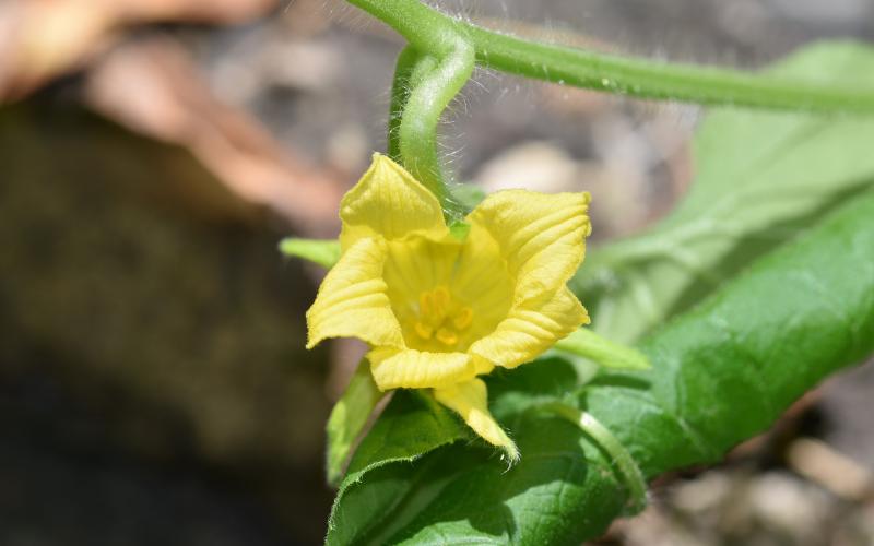 A yellow flower with a hairy vine and a blurred background. 