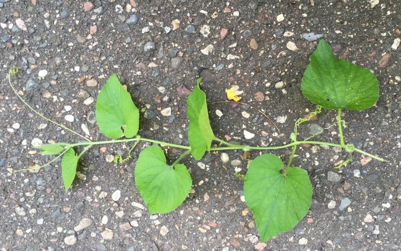 A vine laying on asphalt. 