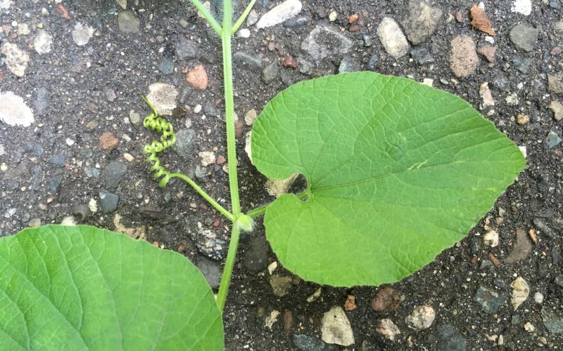 Red hailstone vine section on ground showing a leaf on the right and a tendril on the left.