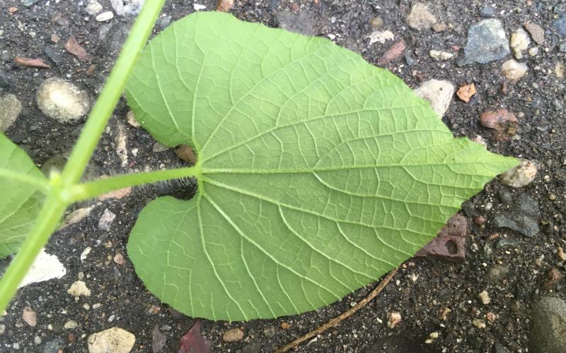 Red hailstone veins radiate out from the leaf attachment to the stalk.