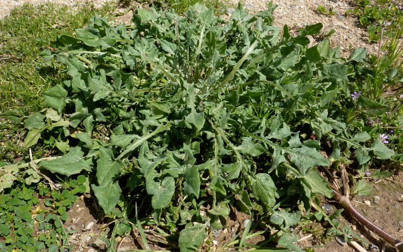 A rosette with deeply lobed leaves.