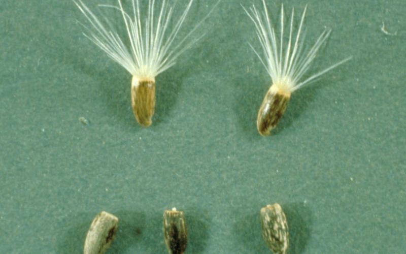Five seeds on a gray background; two seeds with white hairs sticking out of the tops.