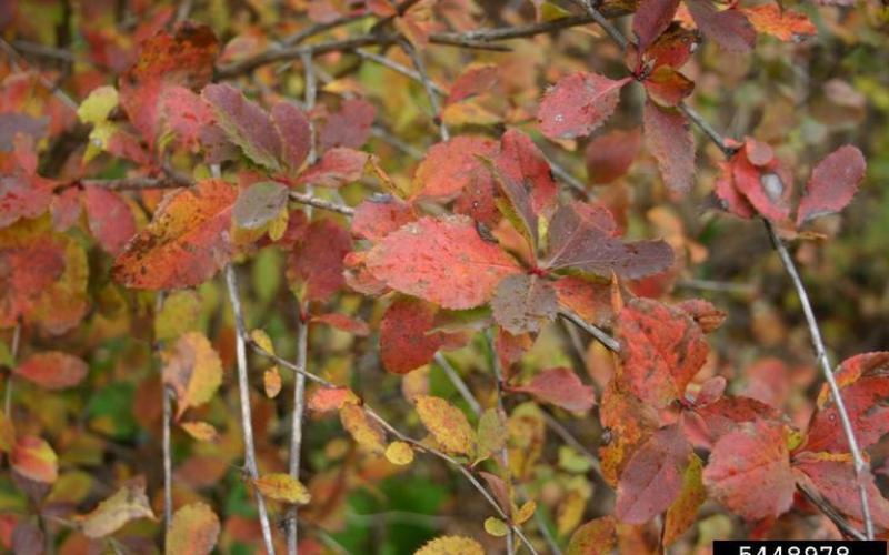 Plants with red, purple, and yellow leaves.  