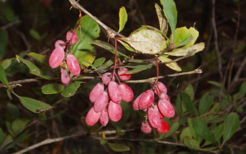 Clusters of reddish fruit hanging from a branch with green leaves. 