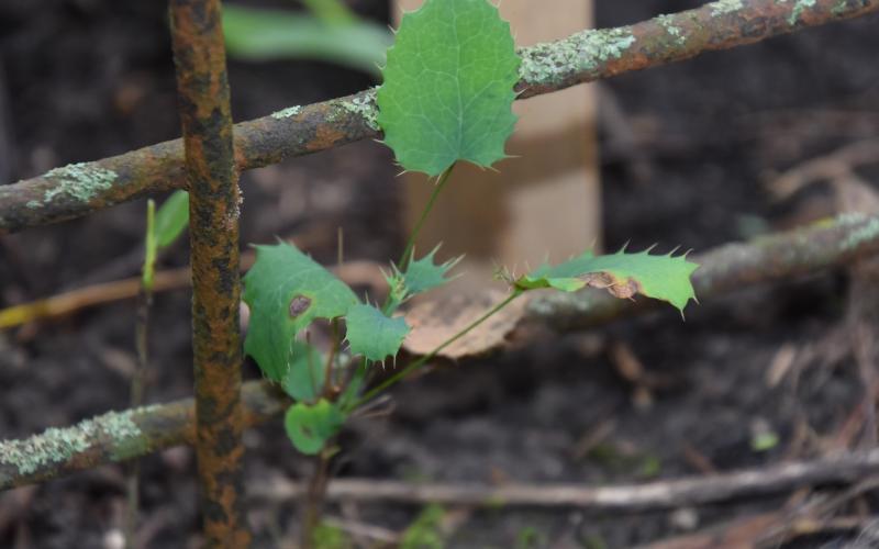 A closeup of a small seedling.