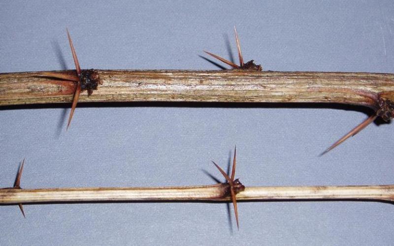 Two branches on a gray background showing sharp spines at the leaf nodes. 