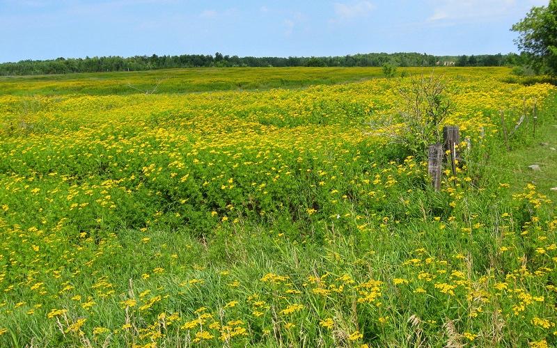 A grassy field with trees in the far distance and plants with yellow flowers.