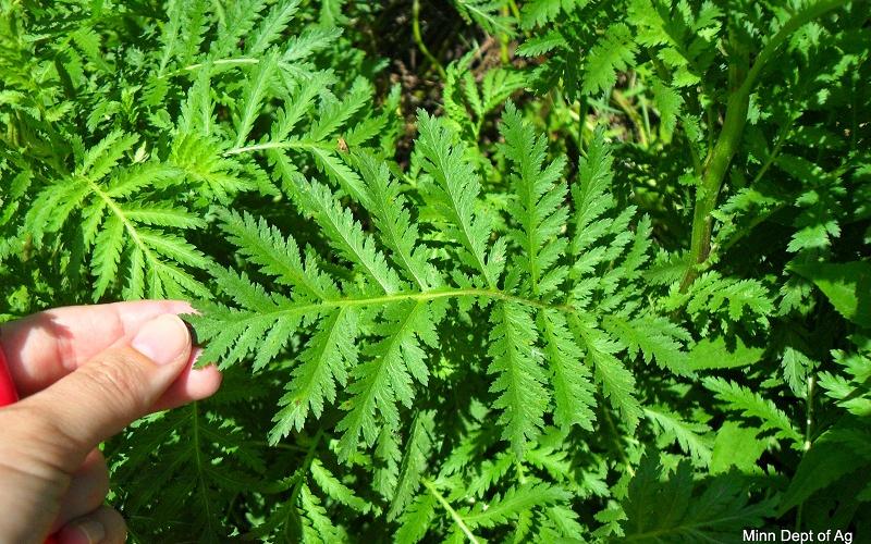 A hand holding a fernlike leaf. 