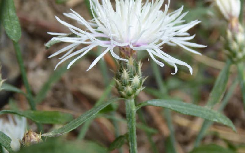 A white flower with green stems and leaves.