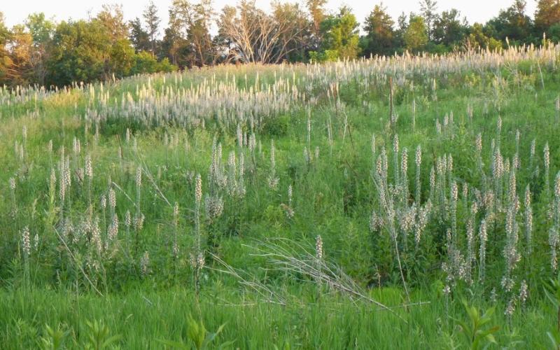 A grassy hillside with trees in the background and hundreds of Grecian foxglove plants.