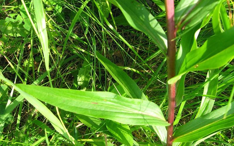 A closeup of a long narrow leaf with grass in the background.