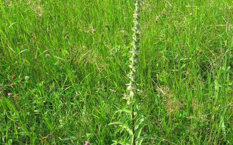 A single plant growing in a grassy field with flowers at the end of the stem.