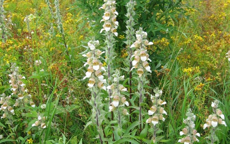 A cluster of several flowering plants with goldenrod flowering in the background.