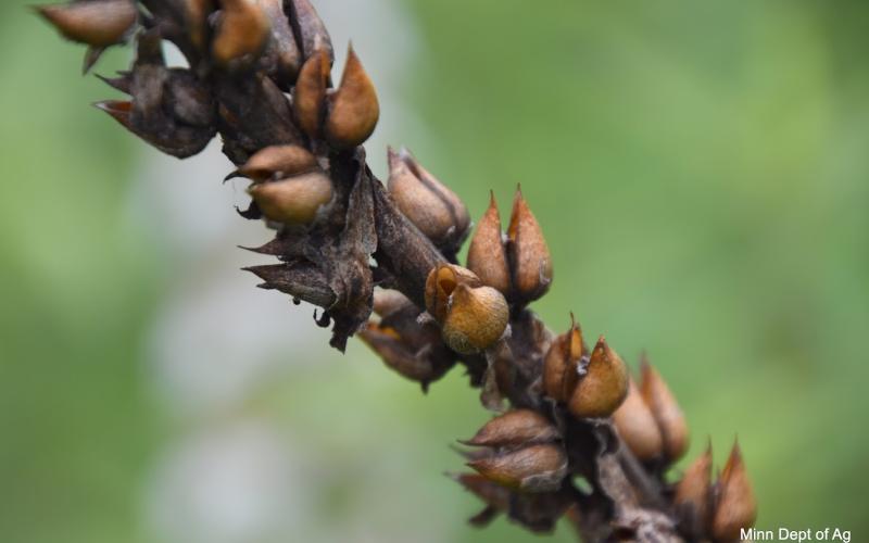 A dried stem with oval shaped seedheads attached.