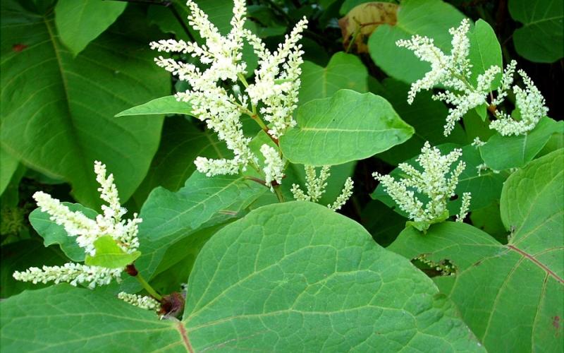 Plumes of white flowers with large green leaves.    