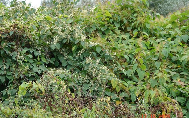 Large knotweed plants overtaking a forest edge.   