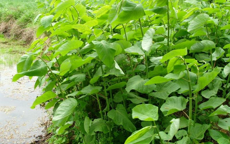 Giant knotweed infestation along a creek.