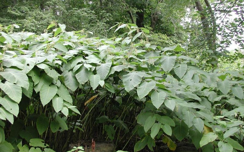 A plant with large green leaves and drooping stems with trees in the background.    