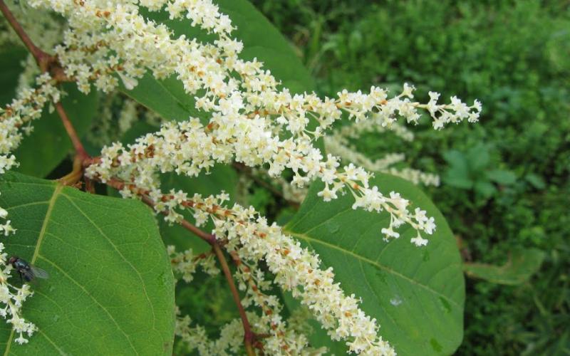 A closeup of a cluster of tiny white flowers.