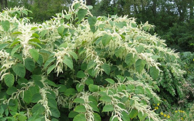 A large plant with green leaves covered in clusters of tiny white flowers.