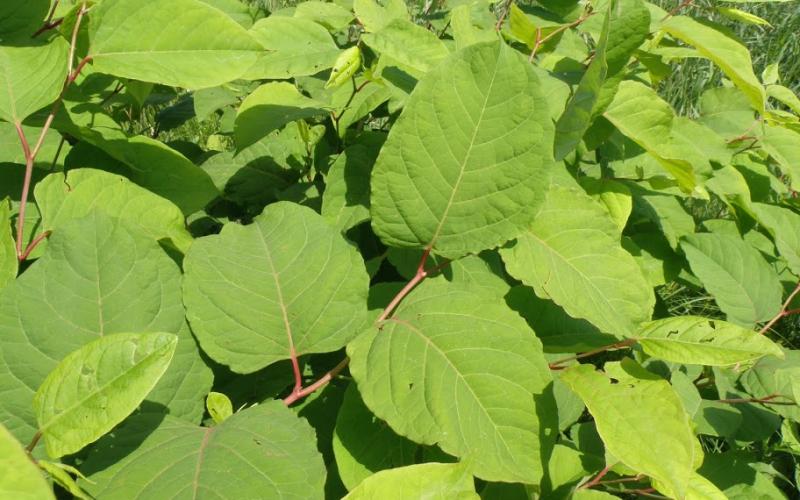 A closeup of a reddish branch with large green leaves.