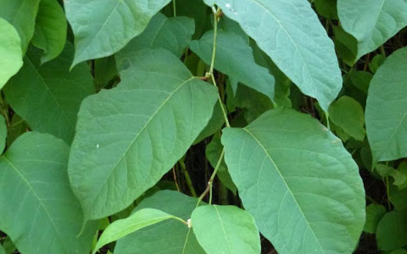 A stem with large green leaves.