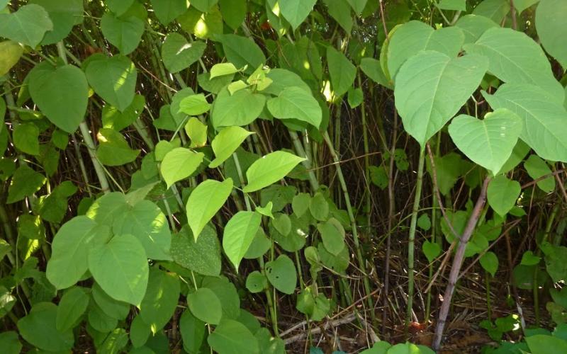 Multiple bamboo-like stems emerging from the soil.