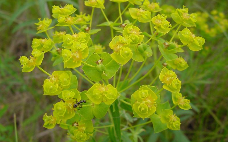 A closeup of a cluster of small yellow flowers.      